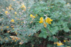Crotalaria willdenowiana
